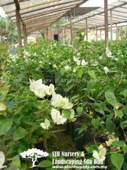 C010401 Bougainvillea 'Singapore White'