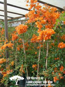 C010402 Bougainvillea x Buttiana 'Golden Glow'