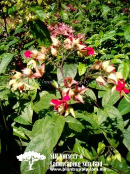 C010405 Clerodendrum Thomsoniae