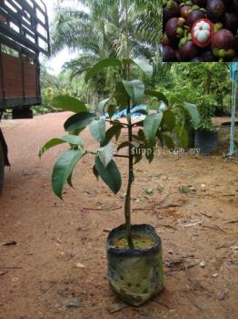 F010304 Mangosteen Seedling