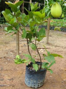 F010402 Pomelo Seedling