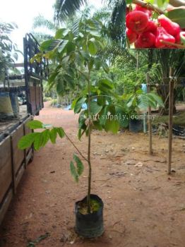 F010404 Water Cherry (Jambu Air) Seedling