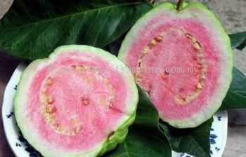 Red Guava ⷬʯ