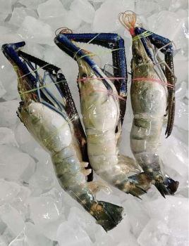 BIG HEAD PRAWN U7/kg