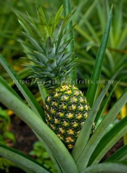 MD2 Pineapple