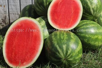 Red Watermelon