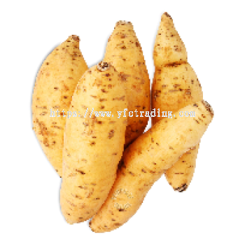 Honey Sweet Potato Indonesia 