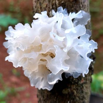 Tremella Polysaccharide (White Jelly Fungus)