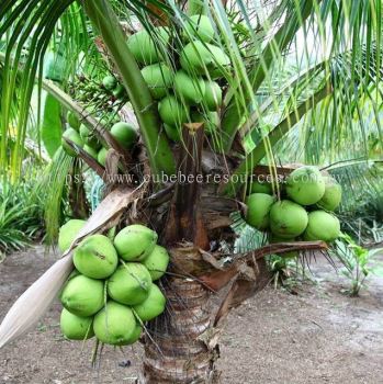 Tacunan Coconut