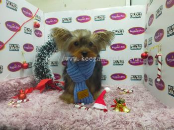 Taiwan Imported Yorkshire Terrier (Male)