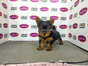 Champion Lineage Yorkshire Terrier (Male / Female)