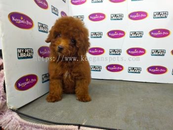 Toy Poodle - Red (Male)