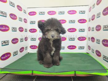 Toy Poodle - Silver (Female)