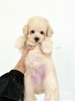Toy Poodle - White (Male)