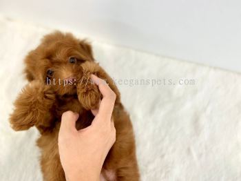 Poodle - Red (Female)