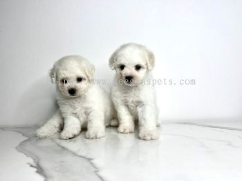 Bichon Frise - White (Male)