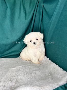 Super Tiny Maltese Puppy Wt MKA (Female)