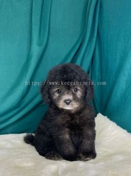 Poodle - Silver (Female)