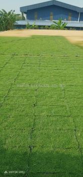 Philipine Grass  (Zoysia Matrella)