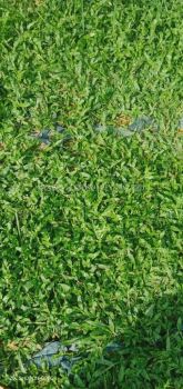 Pearl Grass