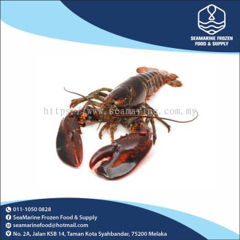 Boston Lobster 600G