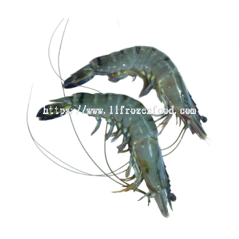 Frozen Whole Prawn Tiger