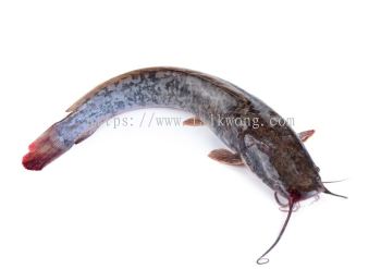 Ikan Keli (Catfish) Yt