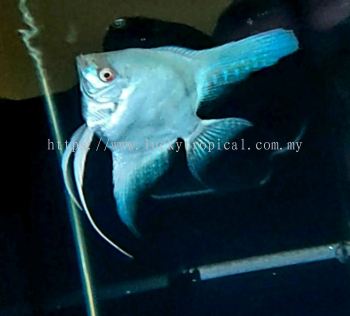 Albino Blue Marble Angelfish