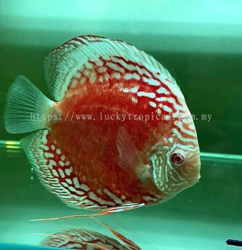 Albino Marlboro Discus (ͫ· 