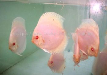 Albino Platinum Discus (ͫ׽)