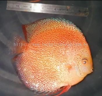 Albino Sakura Discus (赤瞳樱花)