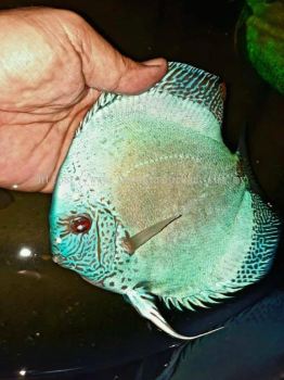 Blue Scorpion Snakeskin Discus (蓝蝎子蛇纹)