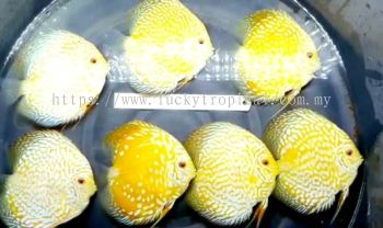 Golden Raffasia Discus (黄金莱佛士) 