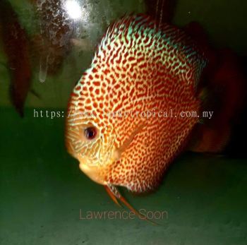High Body Face Spotted Eruption Discus (汪)