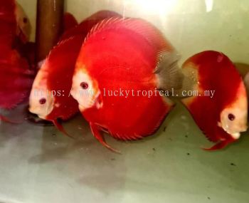 High Body Fuji Red Discus (ʿ)