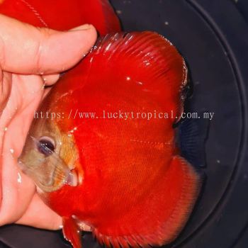 High Body Red Cover Discus ()