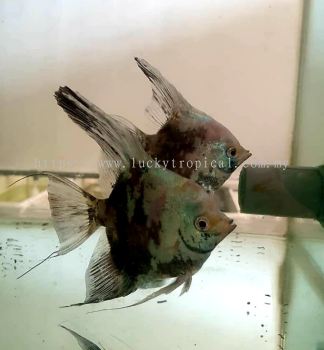 Blushing Smokey Paraiba Angelfish