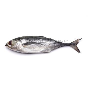 Ikan Cencaru