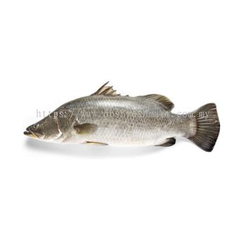 Ikan Siakap Approx 700-800g