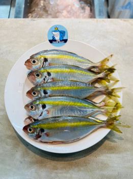 Local Ikan Kuning besar AA 500g 10pcs (Perpack)