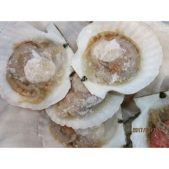 Half Shell Scallop