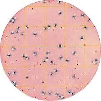 Microbiology Rapid Test