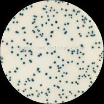 Microbiology Rapid Test