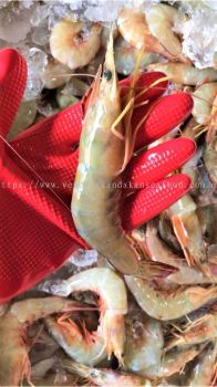 Sandakan Deep Sea Wild Tiger Prawns 山打根深海野生老虎虾