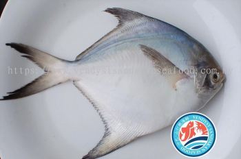 Sandakan Silvery Pomfret Fish 山打根白鲳鱼