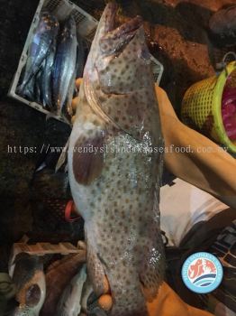 Sandakan Wild Sea Grouper Fish 山打根野生大海正石斑