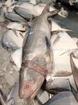 Sandakan Wild Sea 山打根野生大海顺风鱼 (马母鱼)