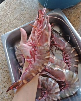 (WILD-DEEP SEA) Tiger Prawns 野生深海老虎虾