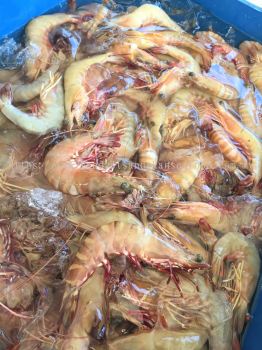 野生大海草虾 (WILD-SEA) Flower Prawns 