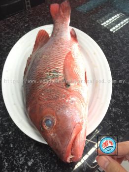 (WILD-SEA)- Deep Sea Red Grouper(Zombie Fish) 野生深海红曹鱼